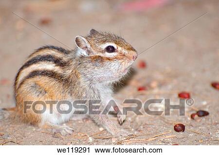 Siberian chipmunk, Common Chipmunk Eutamias sibiricus Lake Baikal, Siberia, Russian Federation View Large Photo Image Stock Image - Siberian chipmunk, Common Chipmunk Eutamias sibiricus Lake Baikal, Siberia, Russian Federation. Fotosearch