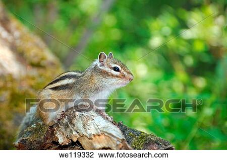 Siberian chipmunk, Common Chipmunk Eutamias sibiricus Lake Baikal, Siberia, Russian Federation View Large Photo Image Stock Image - Siberian chipmunk, Common Chipmunk Eutamias sibiricus Lake Baikal, Siberia, Russian Federation. Fotosearch