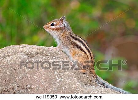 Siberian chipmunk, Common Chipmunk Eutamias sibiricus Lake Baikal, Siberia, Russian Federation View Large Photo Image Stock Image - Siberian chipmunk, Common Chipmunk Eutamias sibiricus Lake Baikal, Siberia, Russian Federation. Fotosearch