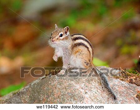 Stock Image - Siberian chipmunk, Common Chipmunk Eutamias sibiricus Lake Baikal, Siberia, Russian Federation. Fotosearch