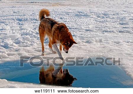Siberian Husky looking under ice, Arctic, Russia, Russian north, Kareliya, White sea View Large Photo Image Stock Image - Siberian Husky looking under ice, Arctic, Russia, Russian north, Kareliya, White sea. Fotosearch