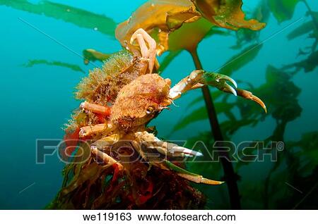 Spider crab Hyas araneus Barents sea, Arctic, Russia View Large Photo Image Stock Image - Spider crab Hyas araneus Barents sea, Arctic, Russia. Fotosearch