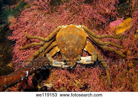 Spider crab Hyas araneus, White Sea, Kareliya, Russia, Arctic View Large Photo Image Stock Image - Spider crab Hyas araneus, White Sea, Kareliya, Russia, Arctic. Fotosearch