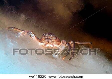 Spider crab Hyas araneus, White Sea, Kareliya, Russia, Arctic View Large Photo Image Stock Image - Spider crab Hyas araneus, White Sea, Kareliya, Russia, Arctic. Fotosearch