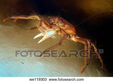 Spider crab Hyas araneus, White Sea, Kareliya, Russia, Arctic View Large Photo Image Stock Image - Spider crab Hyas araneus, White Sea, Kareliya, Russia, Arctic. Fotosearch