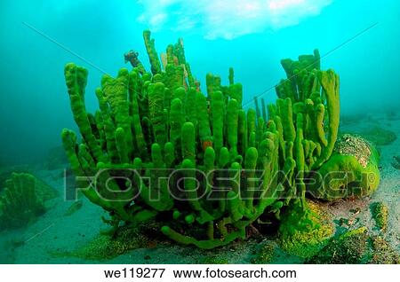 Sponges Lubomirskiidae lake Baikal, Siberia, Russia, island Olkhon View Large Photo Image Stock Photo - Sponges Lubomirskiidae lake Baikal, Siberia, Russia, island Olkhon. Fotosearch