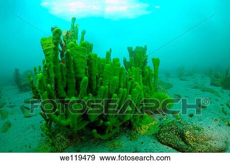 Sponges Lubomirskiidae lake Baikal, Siberia, Russia, island Olkhon View Large Photo Image Stock Photo - Sponges Lubomirskiidae lake Baikal, Siberia, Russia, island Olkhon. Fotosearch