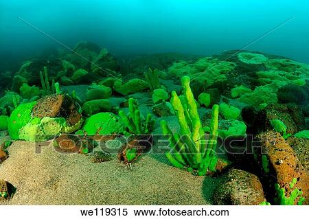 Stock Photography - Sponges Lubomirskiidae lake Baikal, Siberia, Russia, island Olkhon. Fotosearch