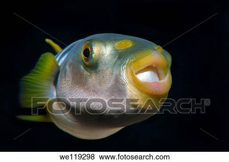 Striped puffer takifugu xanthopterus Japan sea, Far East, Primorsky Krai, Russian Federation View Large Photo Image Stock Photo - Striped puffer takifugu xanthopterus Japan sea, Far East, Primorsky Krai, Russian Federation. Fotosearch