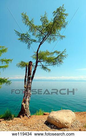 Tree of desires, settlement Listvyanka, Lake Baikal, Irkutsk region, Siberia, Russian Federation View Large Photo Image Picture - Tree of desires, settlement Listvyanka, Lake Baikal, Irkutsk region, Siberia, Russian Federation. Fotosearch
