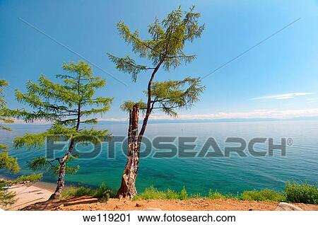 Tree of desires, settlement Listvyanka, Lake Baikal, Irkutsk region, Siberia, Russian Federation View Large Photo Image Stock Image - Tree of desires, settlement Listvyanka, Lake Baikal, Irkutsk region, Siberia, Russian Federation. Fotosearch