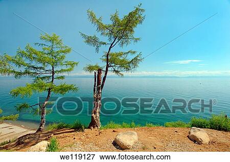 Tree of desires, settlement Listvyanka, Lake Baikal, Irkutsk region, Siberia, Russian Federation View Large Photo Image Stock Photo - Tree of desires, settlement Listvyanka, Lake Baikal, Irkutsk region, Siberia, Russian Federation. Fotosearch