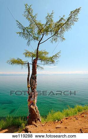 Tree of desires, settlement Listvyanka, Lake Baikal, Irkutsk region, Siberia, Russian Federation View Large Photo Image Stock Photo - Tree of desires, settlement Listvyanka, Lake Baikal, Irkutsk region, Siberia, Russian Federation. Fotosearch