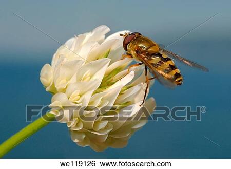 Trifolium alexandrinum, Egyptian clover, beerseem clover Trifolium alpestre Lake Baikal, Siberia, Russian Federation View Large Photo Image Stock Photograph - Trifolium alexandrinum, Egyptian clover, beerseem clover Trifolium alpestre Lake Baikal, Siberia, Russian Federation. Fotosearch