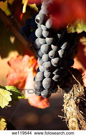 Vineyards in La Rioja Alava, Rioja and Basque Country Spain, Europe View Large Photo Image Picture - Vineyards in La Rioja Alava, Rioja and Basque Country Spain, Europe. Fotosearch