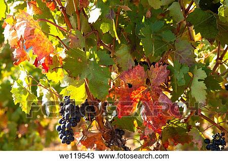 Vineyards in La Rioja Alava, Rioja and Basque Country Spain, Europe View Large Photo Image Stock Image - Vineyards in La Rioja Alava, Rioja and Basque Country Spain, Europe. Fotosearch
