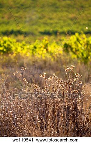 Vineyards in La Rioja, Spain, Europe View Large Photo Image Stock Image - Vineyards in La Rioja, Spain, Europe. Fotosearch