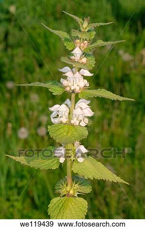 White nettle, white dead-nettle Lamium album Lake Baikal, Siberia, Russian Federation View Large Photo Image Stock Photo - White nettle, white dead-nettle Lamium album Lake Baikal, Siberia, Russian Federation. Fotosearch