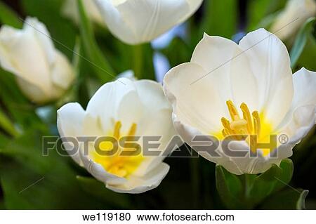 White tulip flowers View Large Photo Image Stock Image - White tulip flowers. Fotosearch