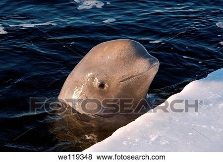 white whale, Beluga Delphinapterus leucas Arctic, Russia, Russian north, north, Kareliya, White sea View Large Photo Image Stock Photo - white whale, Beluga Delphinapterus leucas Arctic, Russia, Russian north, north, Kareliya, White sea. Fotosearch