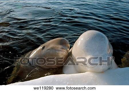 White whale, or Beluga Delphinapterus leucas Arctic, Russia, Russian north, north, Kareliya, White sea View Large Photo Image Stock Image - White whale, or Beluga Delphinapterus leucas Arctic, Russia, Russian north, north, Kareliya, White sea. Fotosearch