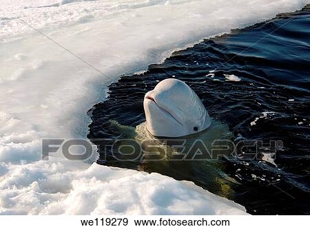 White whale, or Beluga Delphinapterus leucas Arctic, Russia, Russian north, north, Kareliya, White sea View Large Photo Image Stock Photo - White whale, or Beluga Delphinapterus leucas Arctic, Russia, Russian north, north, Kareliya, White sea. Fotosearch