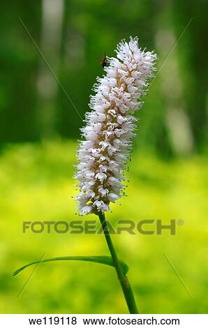 Wild flowers of Siberia Lake Baikal, Siberia, Russian Federation View Large Photo Image Stock Photo - Wild flowers of Siberia Lake Baikal, Siberia, Russian Federation. Fotosearch