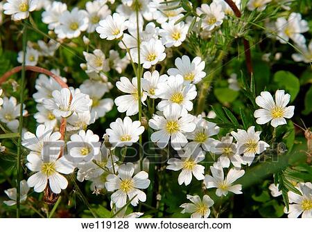 Wild flowers of Siberia Lake Baikal, Siberia, Russian Federation View Large Photo Image Stock Photo - Wild flowers of Siberia Lake Baikal, Siberia, Russian Federation. Fotosearch