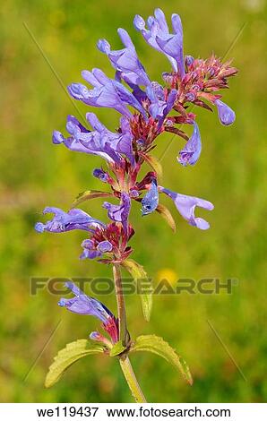 Wild flowers of Siberia Lake Baikal, Siberia, Russian Federation View Large Photo Image Stock Photo - Wild flowers of Siberia Lake Baikal, Siberia, Russian Federation. Fotosearch