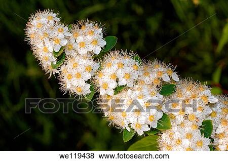 Wild flowers of Siberia Lake Baikal, Siberia, Russian Federation View Large Photo Image Stock Photo - Wild flowers of Siberia Lake Baikal, Siberia, Russian Federation. Fotosearch