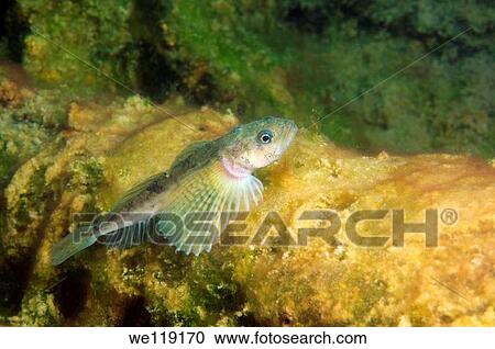Yellow-fin Baikal sculpin or Baikal yellowfin - female Cottocomephorus grewingki Lake Baikal, Siberia, Russian Federation, Eurasia View Large Photo Image Stock Image - Yellow-fin Baikal sculpin or Baikal yellowfin - female Cottocomephorus grewingki Lake Baikal, Siberia, Russian Federation, Eurasia. Fotosearch