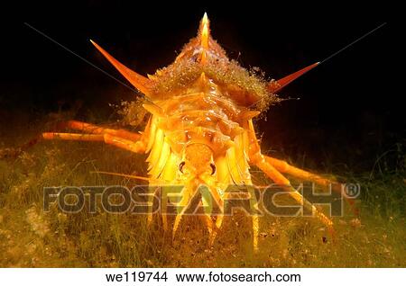 Acanthogammarus victorii maculosus, Lake Baikal, Siberia, the Russian Federation, Eurasia. View Large Photo Image Picture - Acanthogammarus victorii maculosus, Lake Baikal, Siberia, the Russian Federation, Eurasia.. Fotosearch