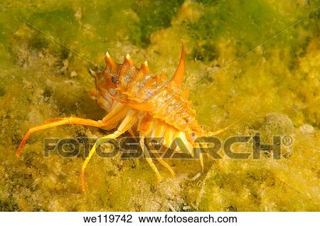 Acanthogammarus victorii maculosus, Lake Baikal, Siberia, the Russian Federation, Eurasia. View Large Photo Image Stock Image - Acanthogammarus victorii maculosus, Lake Baikal, Siberia, the Russian Federation, Eurasia.. Fotosearch
