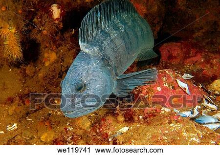 Atlantic catfish Anarhichas lupus, Russia, White Sea, Arctic View Large Photo Image Stock Image - Atlantic catfish Anarhichas lupus, Russia, White Sea, Arctic. Fotosearch