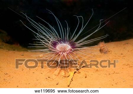 Bell hydroid, Tubularia indivis Arctic, Russia, Kareliya, White sea View Large Photo Image Stock Photography - Bell hydroid, Tubularia indivis Arctic, Russia, Kareliya, White sea. Fotosearch