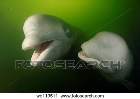 Beluga whale Delphinapterus leucas Japan sea, Far East, Primorsky Krai, Russian Federation View Large Photo Image Stock Image - Beluga whale Delphinapterus leucas Japan sea, Far East, Primorsky Krai, Russian Federation. Fotosearch