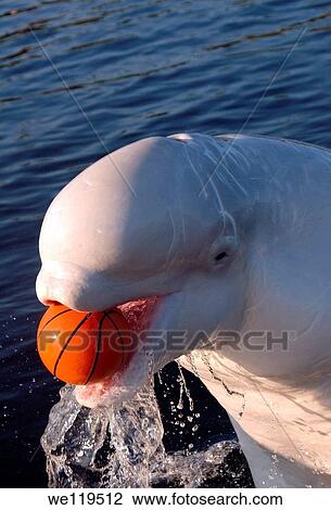 Beluga, White whale Delphinapterus leucas, White Sea, Karelia, north Russia, Arctic View Large Photo Image Stock Image - Beluga, White whale Delphinapterus leucas, White Sea, Karelia, north Russia, Arctic. Fotosearch
