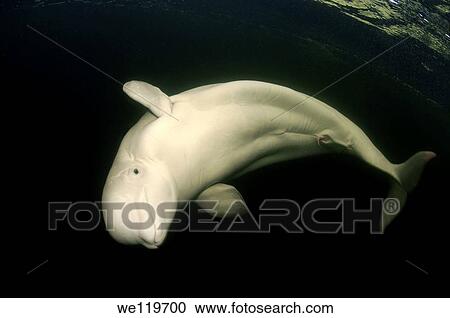 Stock Image - Beluga, White whale Delphinapterus leucas, White Sea, Kareliya, Russia, Arctic. Fotosearch