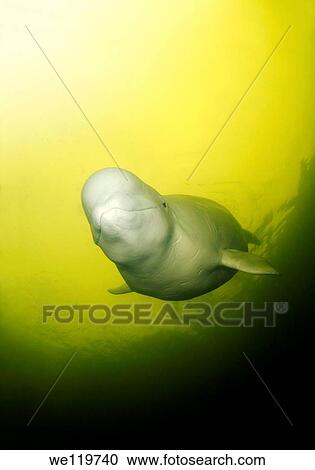Beluga, White whale Delphinapterus leucas, White Sea, Kareliya, Russia, Arctic View Large Photo Image Stock Image - Beluga, White whale Delphinapterus leucas, White Sea, Kareliya, Russia, Arctic. Fotosearch