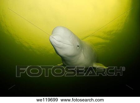 Beluga, White whale Delphinapterus leucas, White Sea, Kareliya, Russia, Arctic View Large Photo Image Stock Photo - Beluga, White whale Delphinapterus leucas, White Sea, Kareliya, Russia, Arctic. Fotosearch