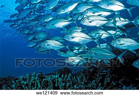 Bigeye Trevally Caranx sexfasciatus Witu Islands Papua New Guinea View Large Photo Image Stock Photo - Bigeye Trevally Caranx sexfasciatus Witu Islands Papua New Guinea. Fotosearch