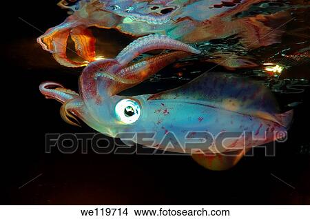Bigfin reef squid Sepioteuthis lessoniana Red Sea, Egypt, Africa View Large Photo Image Picture - Bigfin reef squid Sepioteuthis lessoniana Red Sea, Egypt, Africa. Fotosearch