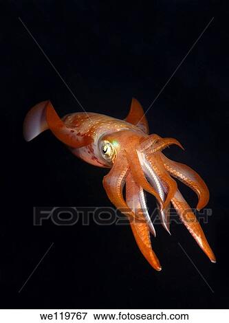 Bigfin reef squid Sepioteuthis lessoniana Red Sea, Egypt, Africa View Large Photo Image Stock Photo - Bigfin reef squid Sepioteuthis lessoniana Red Sea, Egypt, Africa. Fotosearch