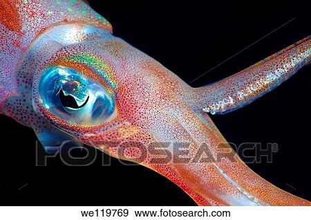 Bigfin reef squid Sepioteuthis lessoniana Red Sea, Egypt, Africa View Large Photo Image Stock Photo - Bigfin reef squid Sepioteuthis lessoniana Red Sea, Egypt, Africa. Fotosearch