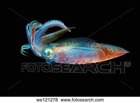 Bigfin reef squid Sepioteuthis lessoniana Red Sea, Egypt, Africa View Large Photo Image Stock Photo - Bigfin reef squid Sepioteuthis lessoniana Red Sea, Egypt, Africa. Fotosearch