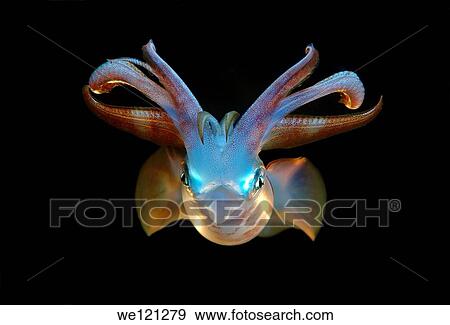 Bigfin reef squid Sepioteuthis lessoniana Red Sea, Egypt, Africa View Large Photo Image Stock Photo - Bigfin reef squid Sepioteuthis lessoniana Red Sea, Egypt, Africa. Fotosearch