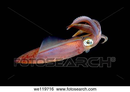 Bigfin reef squid Sepioteuthis lessoniana Red Sea, Egypt, Africa View Large Photo Image Stock Photograph - Bigfin reef squid Sepioteuthis lessoniana Red Sea, Egypt, Africa. Fotosearch