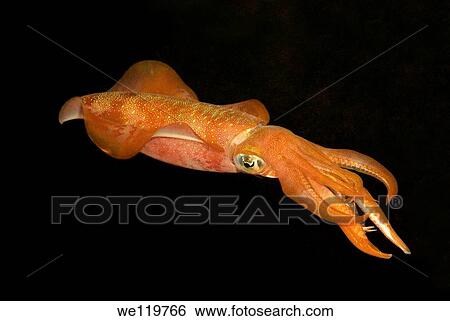 Bigfin reef squid Sepioteuthis lessoniana Red Sea, Egypt, Africa View Large Photo Image Stock Photograph - Bigfin reef squid Sepioteuthis lessoniana Red Sea, Egypt, Africa. Fotosearch