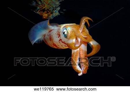 Bigfin reef squid Sepioteuthis lessoniana Red Sea, Egypt, Africa View Large Photo Image Stock Photography - Bigfin reef squid Sepioteuthis lessoniana Red Sea, Egypt, Africa. Fotosearch