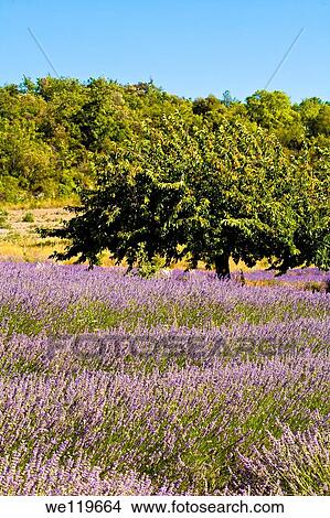 Picture - Blooming field of Lavender Lavandula angustifolia around Boux, Luberon Mountains, Vaucluse, Provence-Alpes-Cote d´Azur, Southern France, France, Europe, PublicGround. Fotosearch